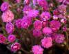 Show product details for Hepatica nobilis Rubra Plena